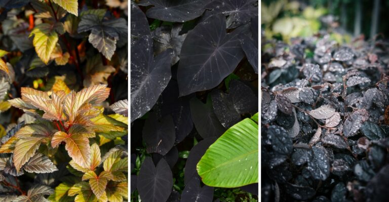 12 Dark-Foliage Plants For A Halloween Garden That Stays Stylish Into Winter