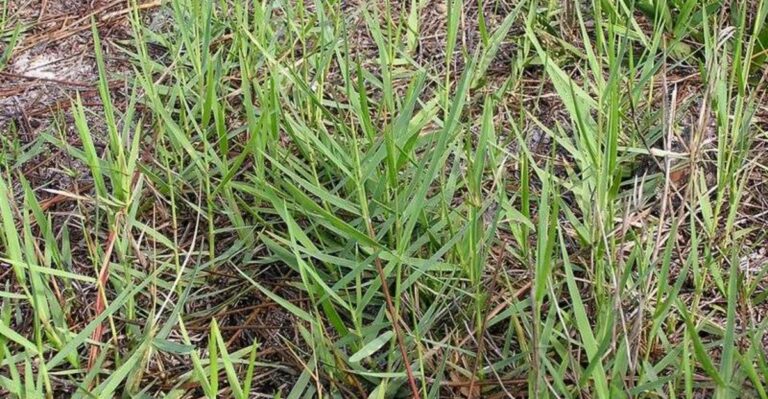 Torpedograss Can Turn One Florida Flower Bed Into A Years-Long Battle
