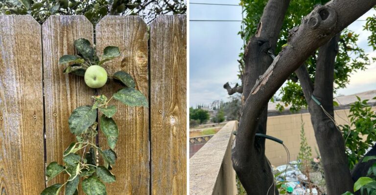 Your Neighbor’s Fruit Tree Is Over Your Yard, Here Is What Virginia Law Says