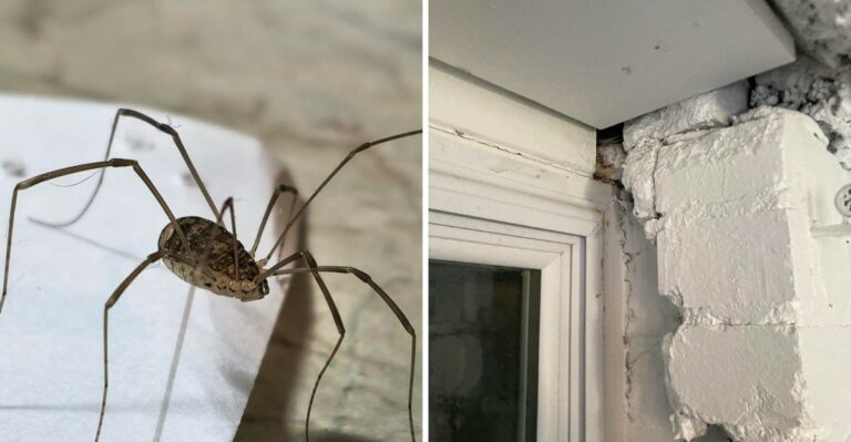 A Wobbling Mass Of Long Legged Creatures Is Showing Up On Minnesota House Walls
