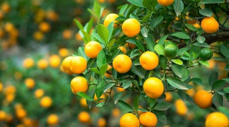 Fruit-Peel Water and Arizona Roots: What the Evidence Actually Shows
