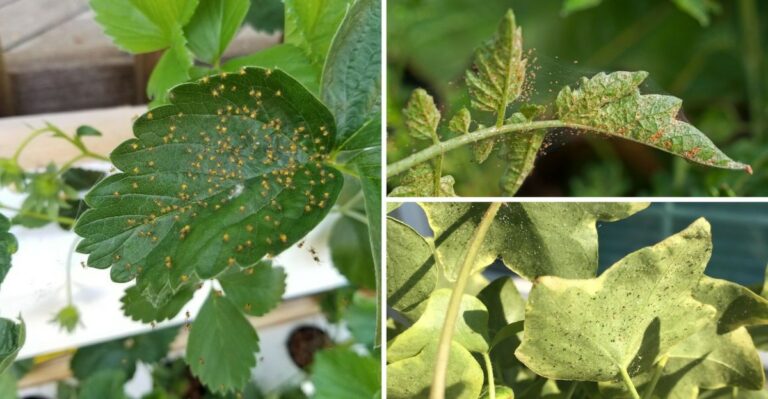 The Fine Webbing On Indiana Garden Plants Is Not From A Spider