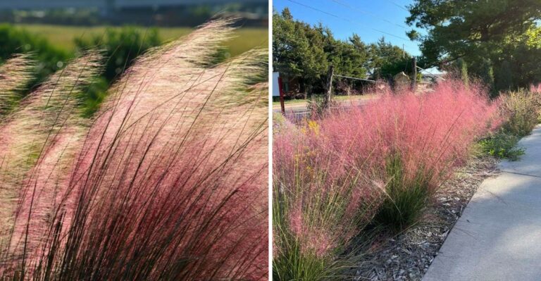 This Texas Ornamental Grass Replaces Tired Summer Annuals And Creates The Most Beautiful Fall Garden