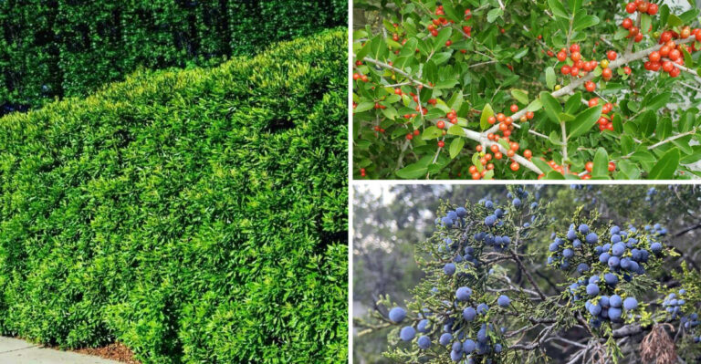 The Best Evergreen Native Trees For Year-Round Texas Privacy