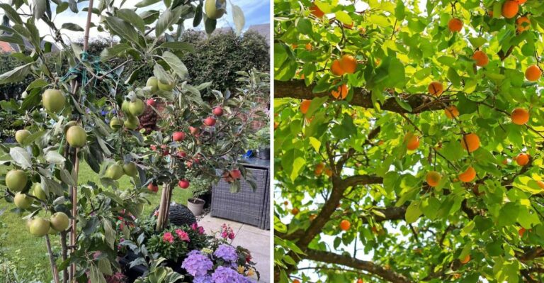 The Best California Fruit Trees To Plant Before Winter Arrives