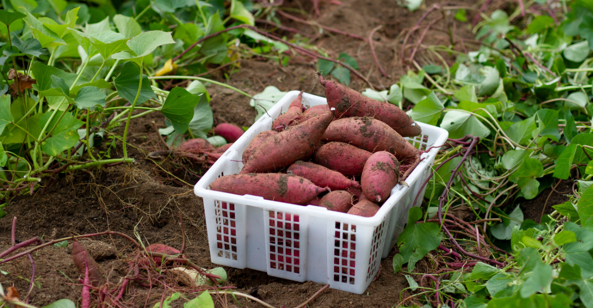 sweet potato harvest