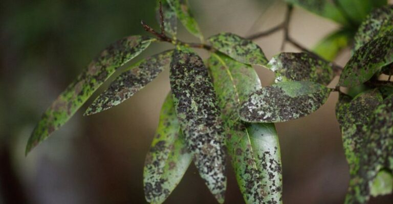 The Sticky Black Film On Missouri Crape Myrtles Is Not Mold From The Weather