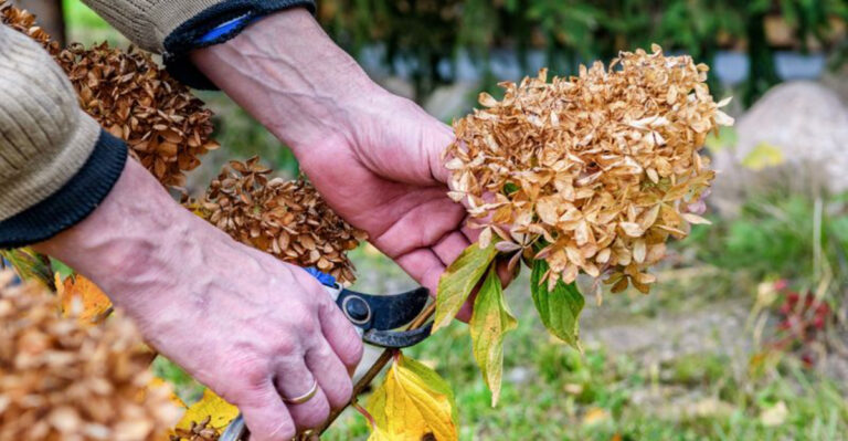 Pruning Hydrangeas This Fall Can Cost Georgia Gardeners Next Year’s Blooms