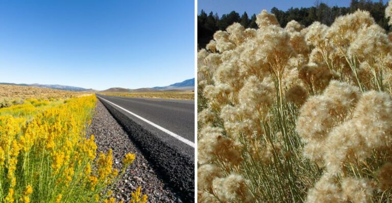 Idaho’s Driest Native Shrub Is Bursting Into Bloom Right When Everything Else Fades