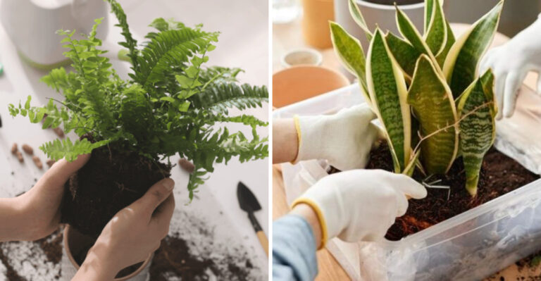 repotting plants