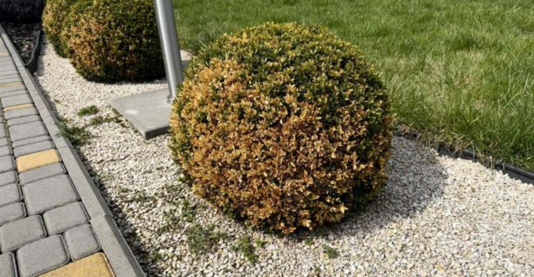 What Ohio Boxwoods Need In October After A Long Summer