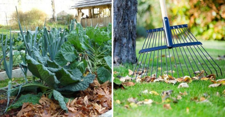 Why California Gardeners Should Let Some Leaves Stay On The Ground This Fall