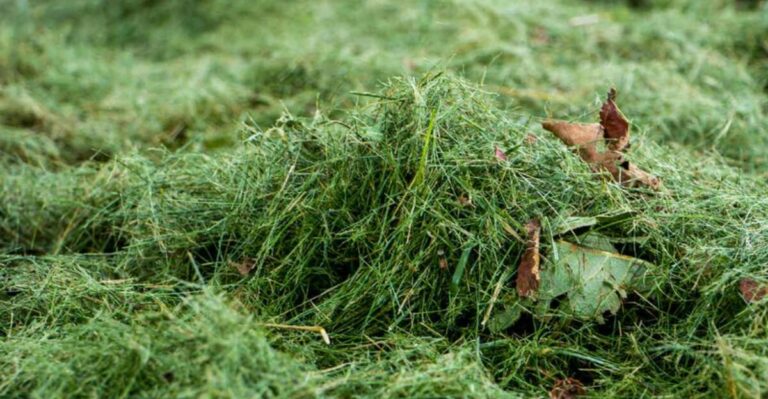 Should You Bag Your Florida Grass Clippings In September Or Leave Them On The Lawn