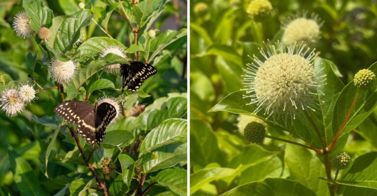 The Strange-Looking Native Pennsylvania Flowering Shrub Pollinators Can’t Resist