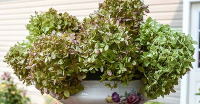 Why Missouri Hydrangea Blooms Turned Green And Papery This Month