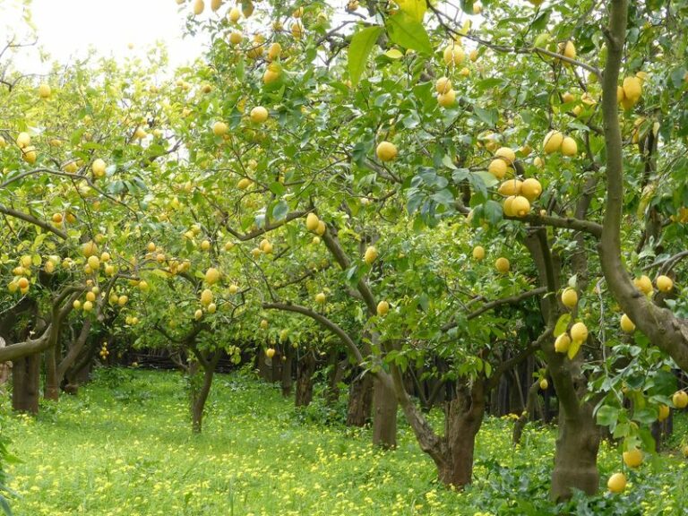 How Alkaline Soil, Caliche, and Care Habits Affect Arizona Lemon Trees