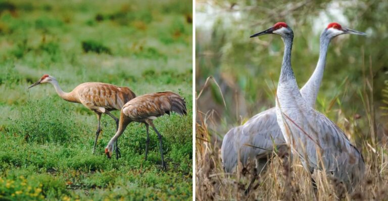 Simple Habits That Bring Sandhill Cranes To Texas Wetlands Every Fall