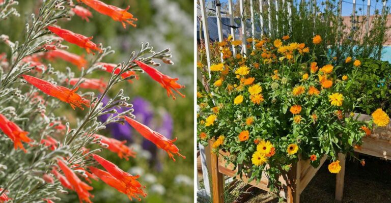 8 California Flowers That Can Keep Your Garden Colorful Into Late Fall