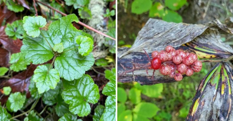What To Plant Instead Of Invasive Periwinkle In Oregon Shade Gardens