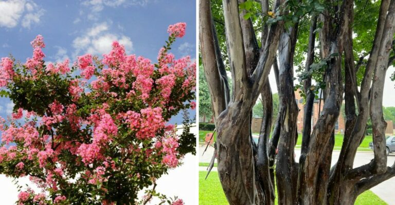 Why Some Texas Gardeners Are Quietly Replacing Their Crape Myrtles This Fall