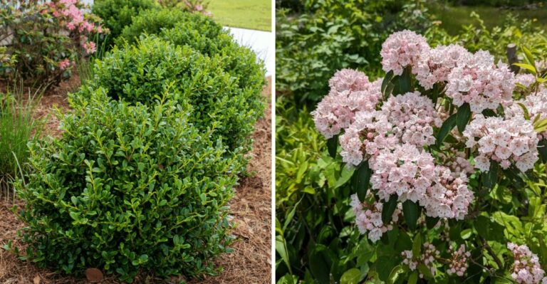 8 Boxwood Alternatives Virginia Homeowners Can Turn To After Blight