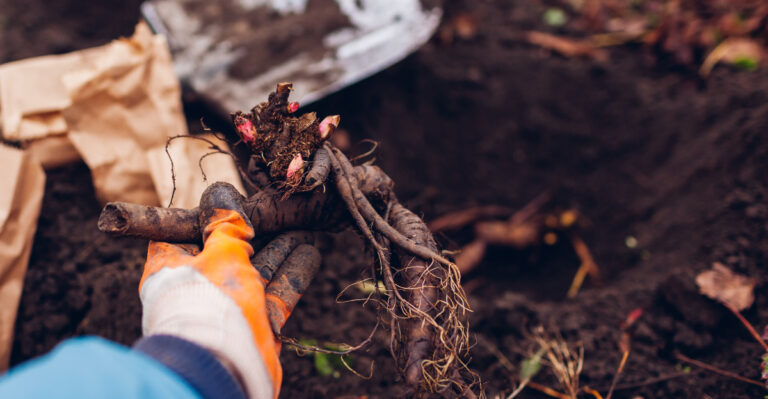 The September Task That Decides If Your North Carolina Peonies Bloom Next Spring