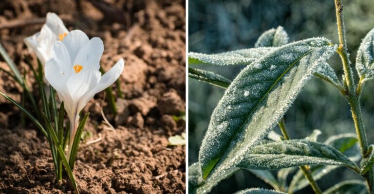 What Shorter Days Are Telling Tennessee Gardeners About Perennial Division Time