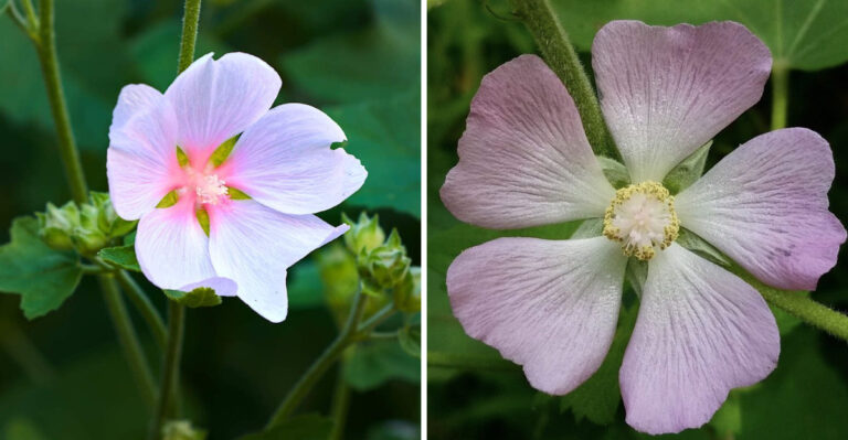 This Illinois Wildflower Grows Nowhere Else On Earth But A Few Prairie Acres