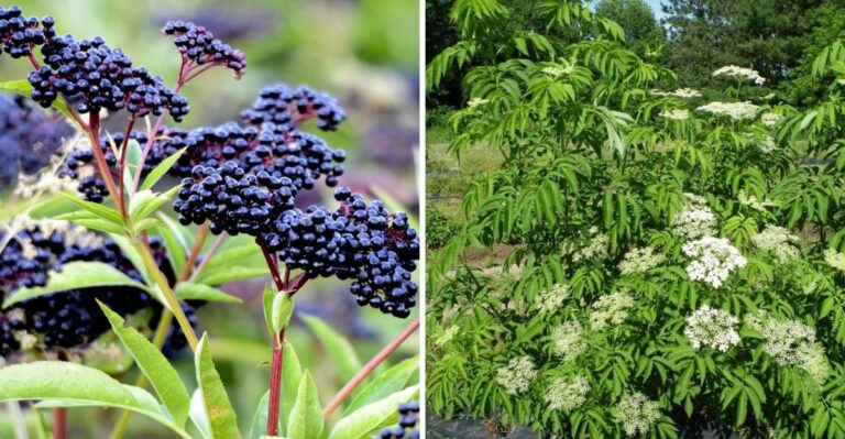 This Plant Is Worth Knowing If You Find It Growing Near Your Pennsylvania Yard