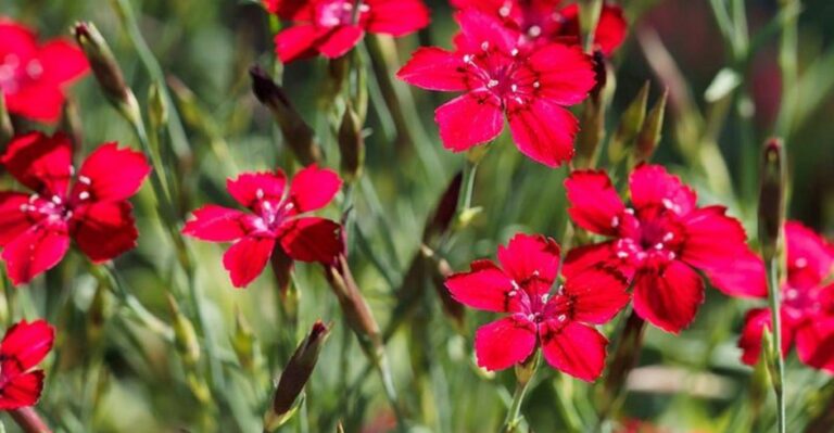Can Dianthus Keep Blooming Through A North Carolina Winter And What To Expect