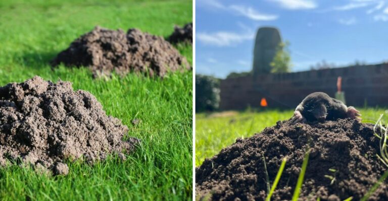 Why Moles Keep Returning To The Same Texas Lawn