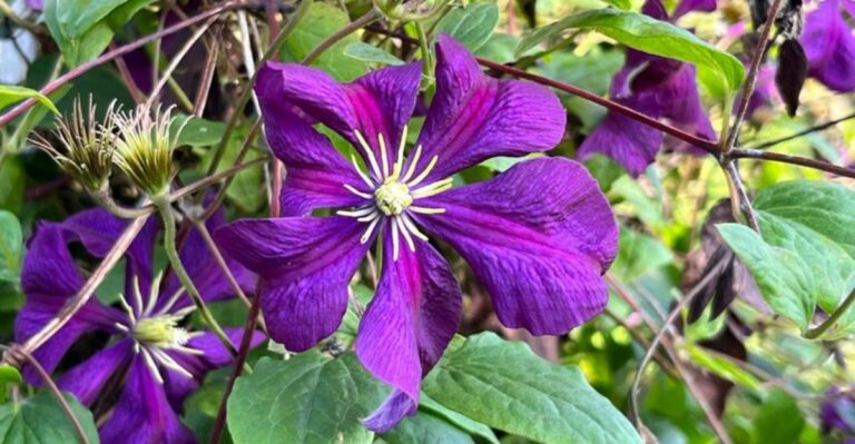 The September Task That Helps North Carolina Clematis Bloom Next Year