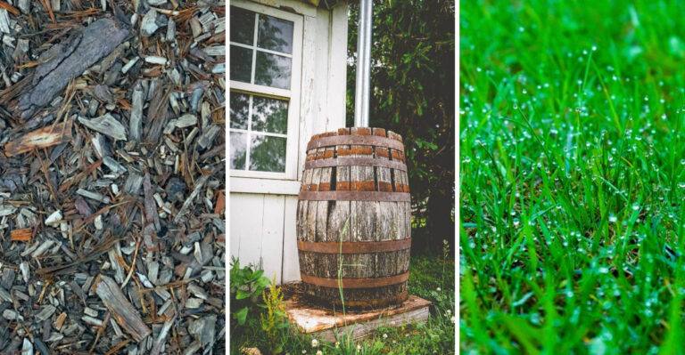 How Florida Gardeners Keep Yards Thriving Without Running Sprinklers This Week