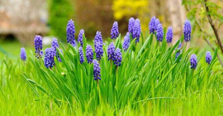 The Popular Fall Bulbs Ohio Gardeners Should Stop Planting (They Escape Into Woods)