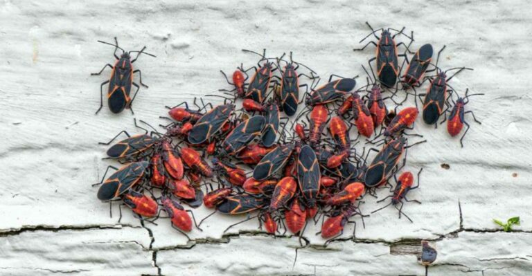 A Mysterious Gathering Is Taking Shape On The Walls Of Iowa Homes This Fall