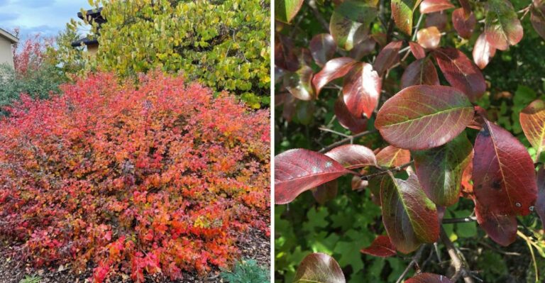 Native Georgia Shrubs That Deliver Burning Bush Color Without The Invasive Spread
