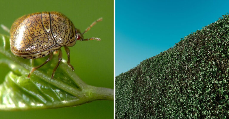 Why Kudzu Bugs Are Suddenly Everywhere In Tennessee Right Now (And How To Stop Them)