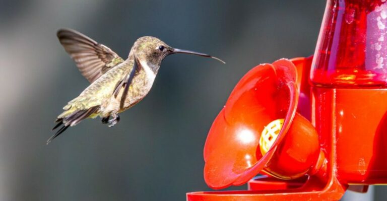 Why Hummingbirds Chase Each Other Away From Georgia Feeders
