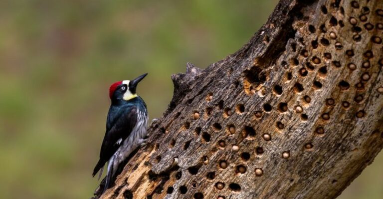 What It Means When Acorn Woodpeckers Swarm Your California Yard In Late September