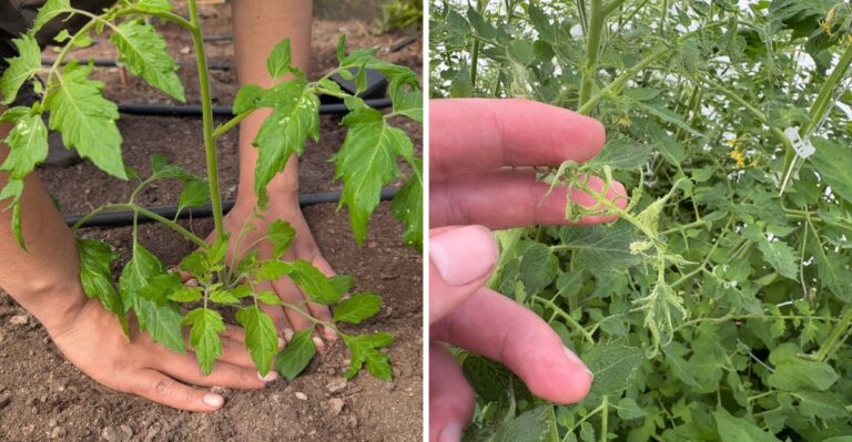 The Fall Bed Prep Mistake That Leaves Georgia Tomatoes Twisted Next Summer