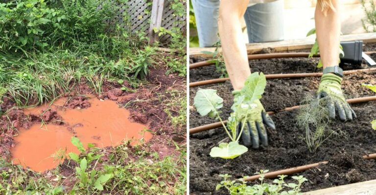 This Simple Drainage Test Shows If Georgia Soil Is Ready For Fall Planting