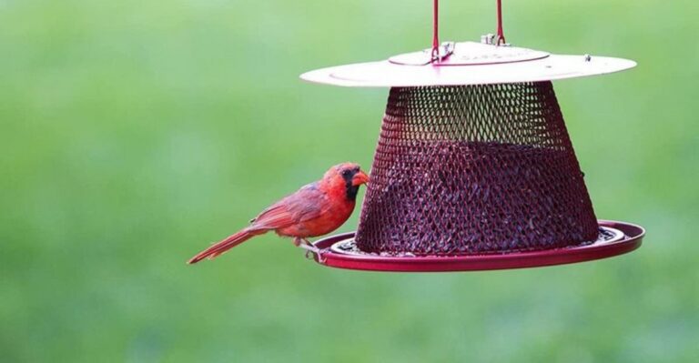 The Bird Feeder Height Mistake That Brings Both Rats And Snakes Into Florida Yards
