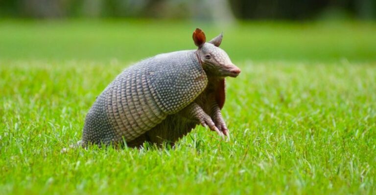 What To Do When Armadillos Start Tunneling Under A Georgia Porch Or Slab