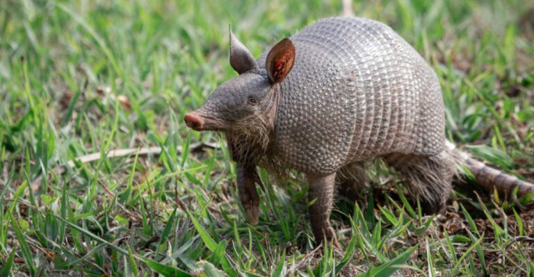 Georgia Homeowners May See More Armadillo Digging Around Yards This Fall