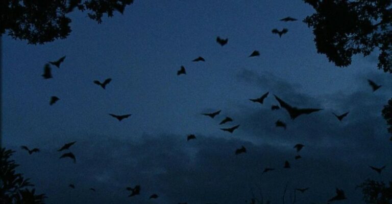 The Meaning Behind Bats Circling Your Pennsylvania Yard At Dusk