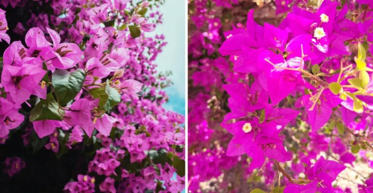 Why Florida Bougainvillea Needs Sun More Than Another Dose Of Fertilizer