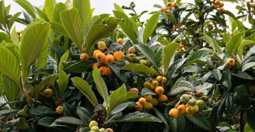 Tree Previous Failure The Easiest Fruit Tree To Plant In Florida This October
