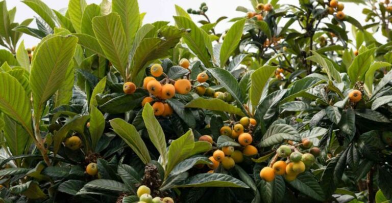 The Easiest Fruit Tree To Plant In Florida This October