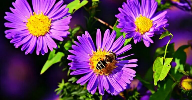 Michigan Blooms With Easy To Reach Pollen For Pollinators