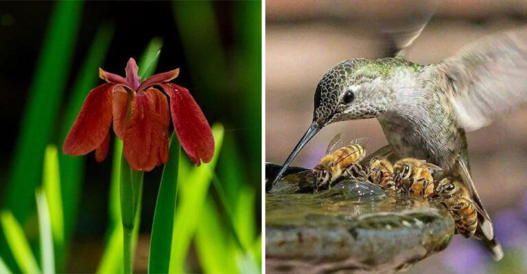 This Louisiana Iris Blooms In Just One Secret Swamp, And Nowhere Else On Earth